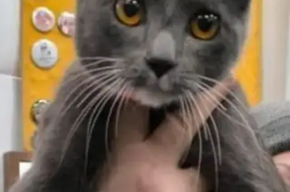 Объявления о пропавших и найденных животных, Новосибирск, фото: Найдена кошка, пл. Калинина, Новосибирск