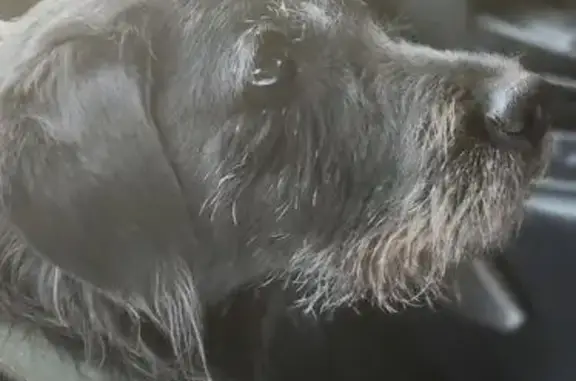 Пропала собака, СНТ Лотос, п. Белозерный - photo