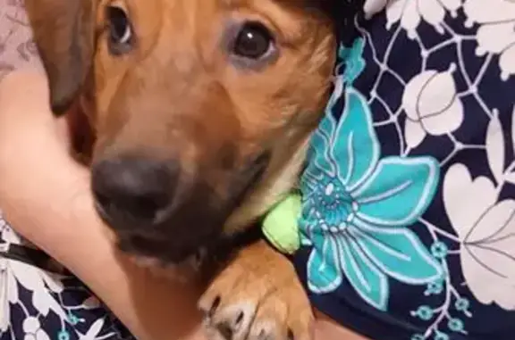 Пропала собака, пр. Победы, Челябинск - photo