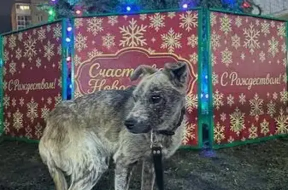 Найдена собака, Красное, фото: Пропала собака, Гатчинское шоссе, 8 к4