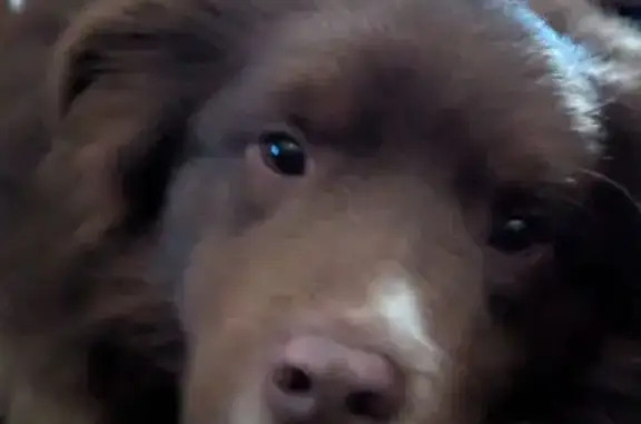 Найдена собака, Клин, фото: Найдена собака в МО, похожа на бордер-колли