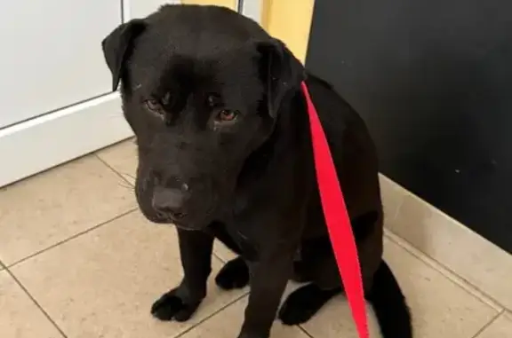 Найдена собака, Воронеж, фото: Собака найдена у Пятёрочки, Воронеж, 9 Янв.