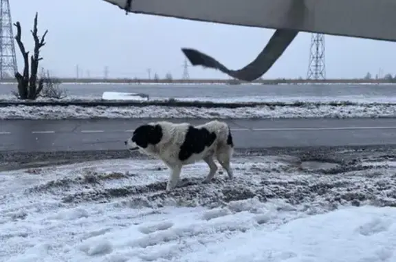 Найдена собака, Калининград, фото: Собака найдена: Правая наб., Калининград