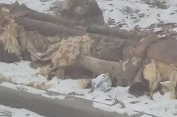 Найдена собака, Волгоград, фото: Собака найдена: Новороссийская, 32, Волгоград