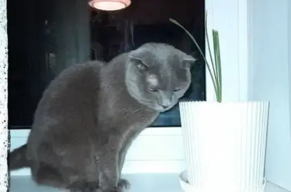 Найдена кошка, Калуга, фото: Найдена кошка, ул. Жукова, 46, Калуга