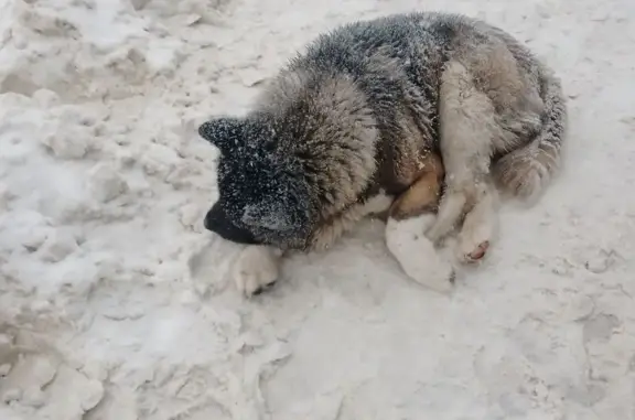 Найдена собака, Пенза, фото: Собака найдена на пр. Строителей, Пенза