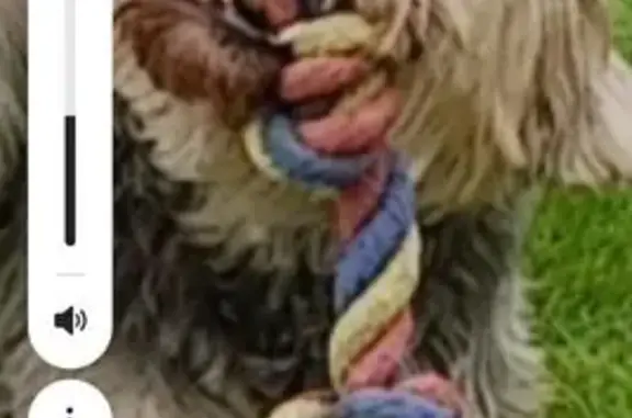 Пропала собака, Ревякинское с/п, Тула - photo