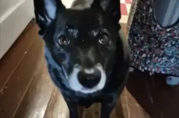 Пропала собака, ул. Трубников, 38 - photo