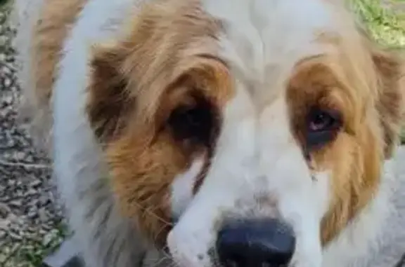 Пропала собака, Екатеринбург, Свердл. обл. - photo