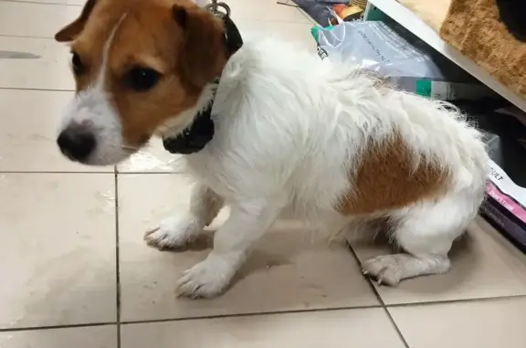 Найдена собака, Брянск, фото: Собака найдена: ул. Брянского, 7, Брянск