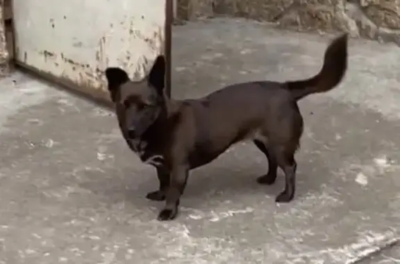 Пропала собака на Ленина, 19, Белоярский - photo