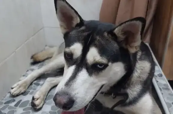 Собака найдена: ул. Горького, 79 к16, Королёв - photo