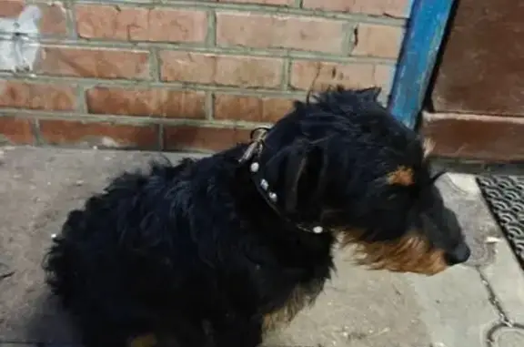 Найдена собака, Безымянное, фото: Собака найдена: Таманская ул., Безымянное