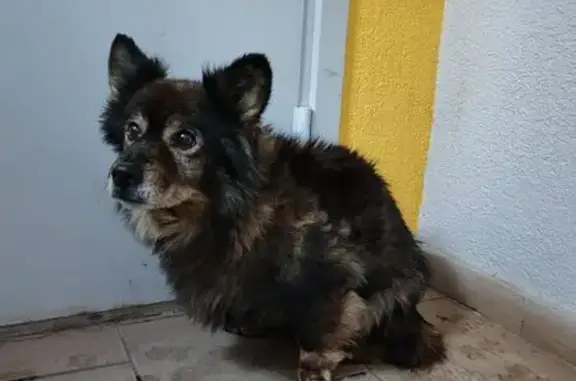 Найдена собака, Энгельс, фото: Собака найдена у Покровского рынка, Энгельс