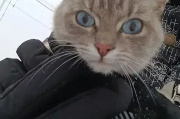 Белая кошечка с серой мордочкой и серым хвостом, глаза голубые. Ласковая. Увязалась за мужем. Худая, была очень голодная. (Если хозяева не найдутся, кошечка останется с ними)