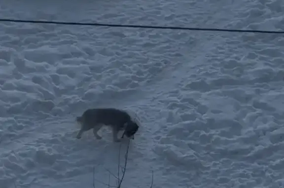 Найдена собака, Архангельск, фото: Собака найдена на Воскресенской, 112