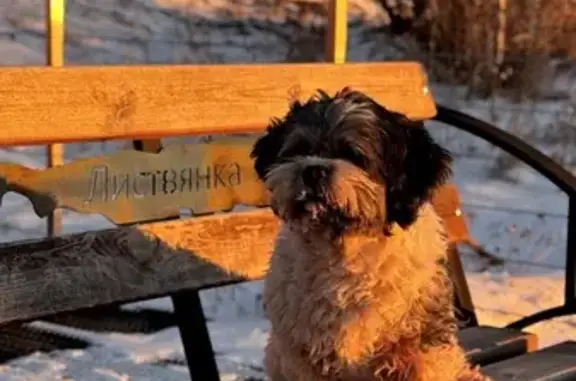 Пропала собака, ул. Костычева, 12 - photo