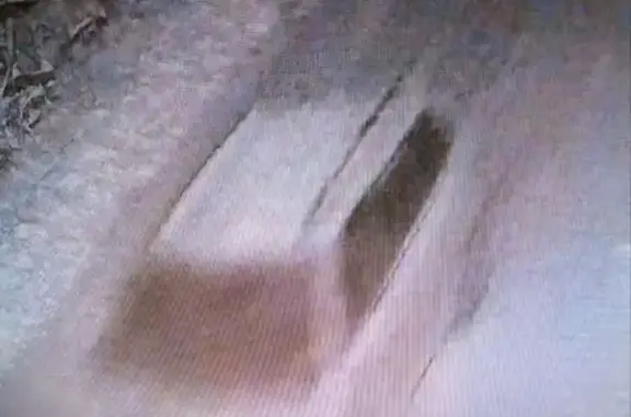 Пропала кошка, 5-я линия, пос. Дунай - photo