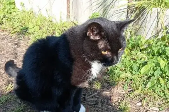 Кошки потеряшки, Морозовское, фото: Потеряшка кошка, 5-я линия, пос. Дунай