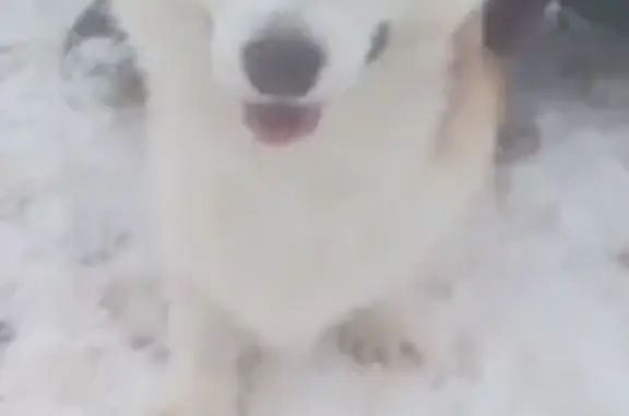 Найдена собака, Москва, фото: Найдена собака, ул. Бегичева, Москва