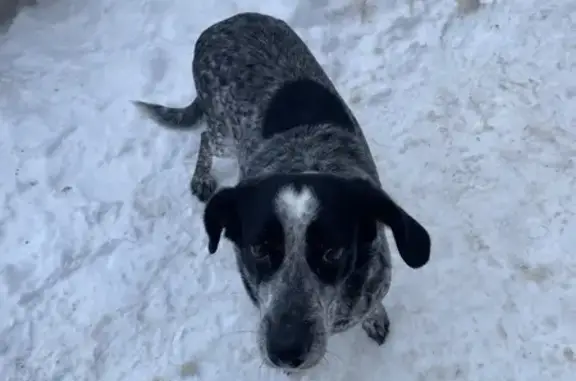 Найдена собака, Ставрополь, фото: Собака найдена у Пирогова 94, Ставрополь