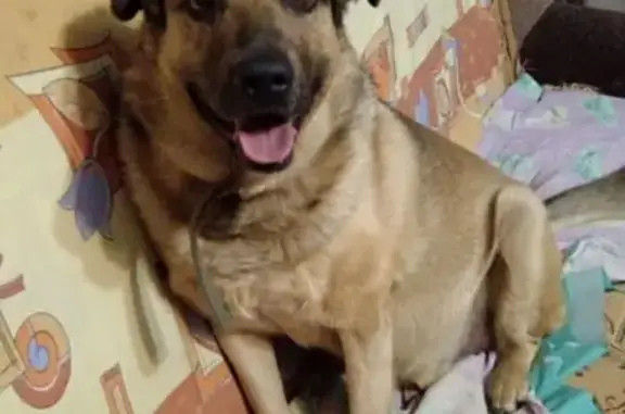 Пропала собака на ул. Волкова, Омск - photo