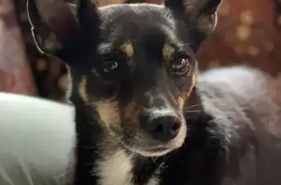 Пропала собака у поворота на пос. Степной - photo