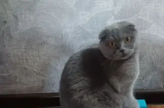 Пропала кошка, Молодёжная ул. 11, Максимовщина - photo