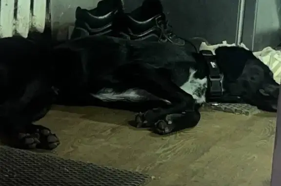 Пропала собака, Волочильная 13, НН - photo