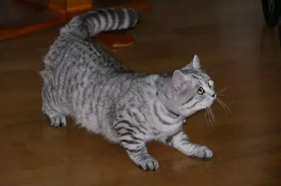 Пропала кошка, ул. Николаева, 52, Смоленск - photo