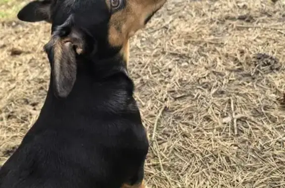 Пропала собака, Комсомольская 8, Сосновый Бор - photo