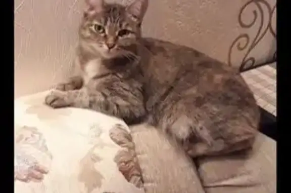 Пропала кошка, Юбилейная 34, Рубцовск - photo