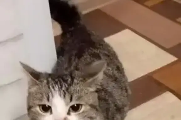 Найдена кошка, Октябрьский, фото: Кошка найдена: Московский проспект, Октябрьский