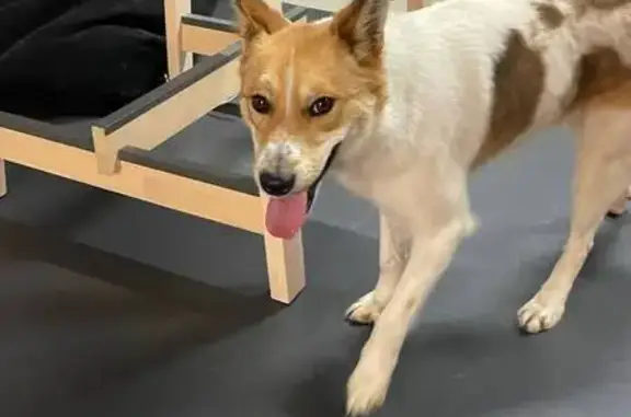 Найдена собака, Нижний Новгород, фото: Собака найдена на ул. Красная Слобода