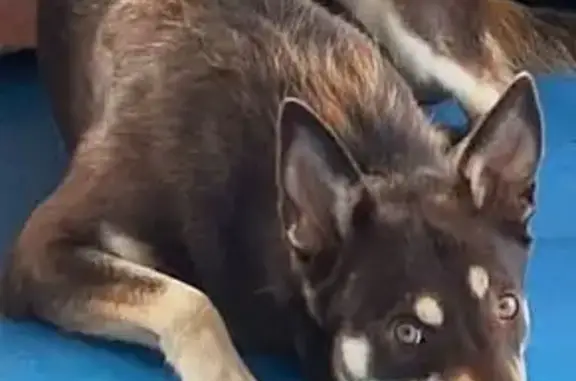 Пропала собака на Степной, 5, Белозерки - photo