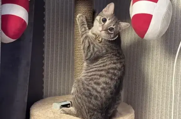 Пропала кошка, Железнодорожная 62, Томск - photo