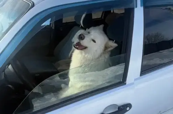 Собака с разными глазами, ул. Пионерская 93 - photo