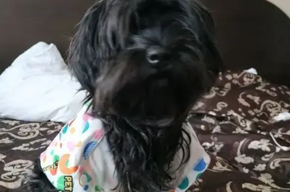 Собака найдена: Королёв, ул. Фрунзе 4 - photo