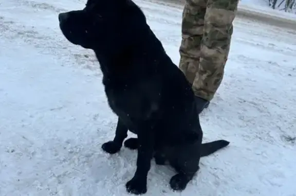 Найдена собака, Антоново, фото: Лабрадор найден: Антоново, 102