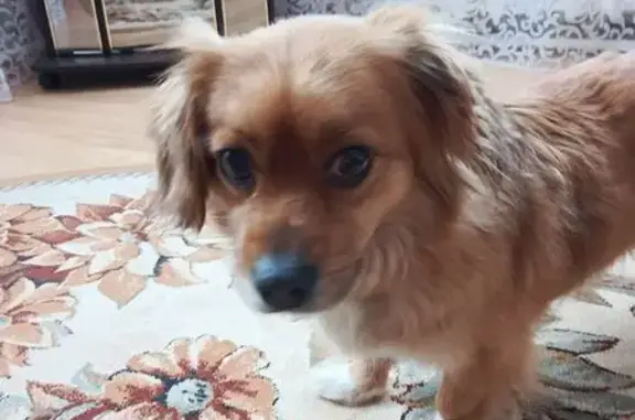 Найдена собака, Брянск, фото: Найдена собака, Брянск, Брянская область