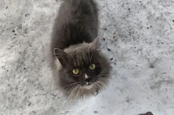 Найдена кошка, Челябинск, фото: Найдена кошка, Троицкий тракт 53, Челябинск