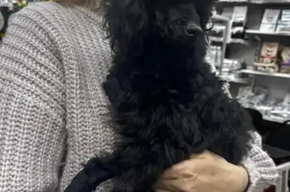 Найдена собака, Астрахань, фото: Собака найдена: Яблочкова 2В, Астрахань