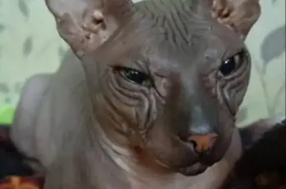 Пропал котик на Чулочном переулке, Оренбург - photo