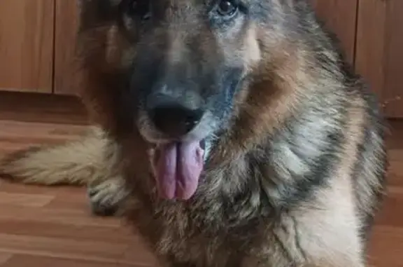 Найдена собака, Краснодар, фото: Найдена собака, Ейское шоссе, Краснодар