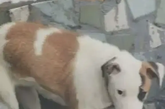 Найдена собака, Новосибирск, фото: Собака найдена на Бердском шоссе, НСК