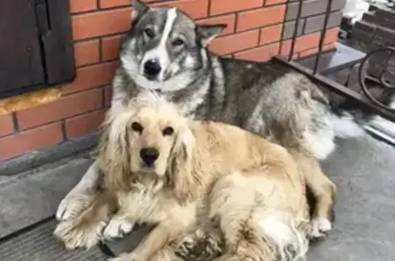 Пропала собака, Львовская ул., 164А - photo