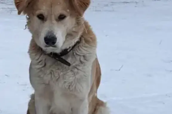 Объявления о пропавших и найденных животных, Ворша, фото: Найдена добрая собака, Ворша 17Н-574