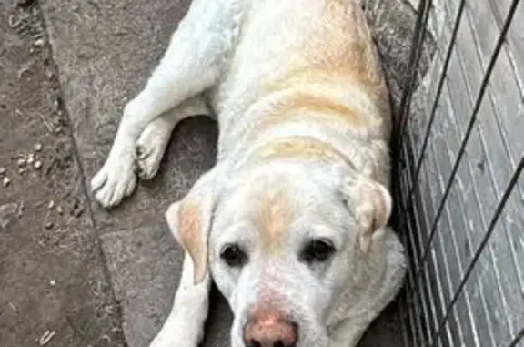 Пропала собака, Тольятти - photo