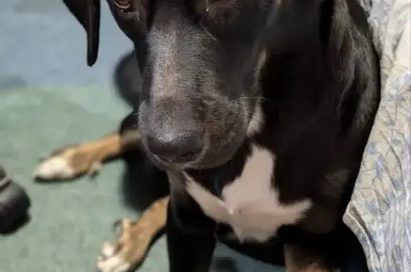 Пропала собака, Ангарск - photo