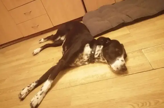 Пропала собака, Ленинский проспект - photo